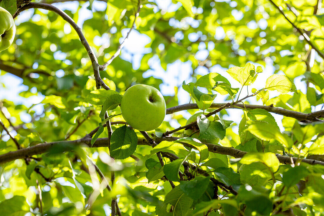 Malus 'Mühlenapfel'