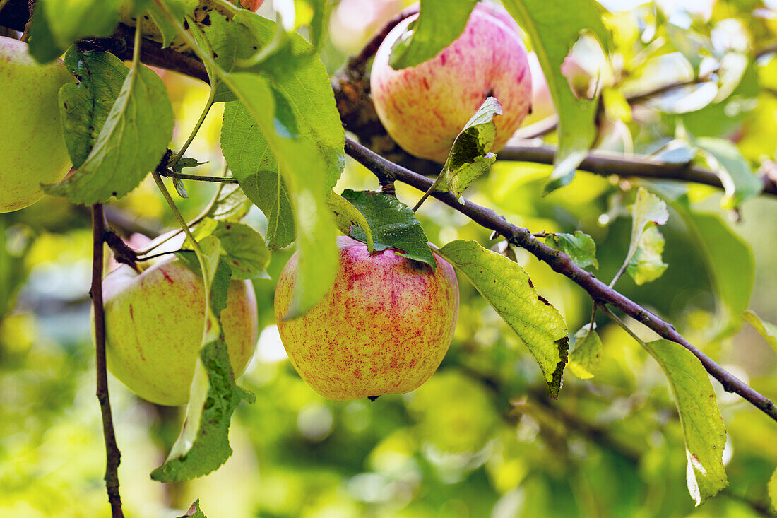 Malus 'Charlamowsky'