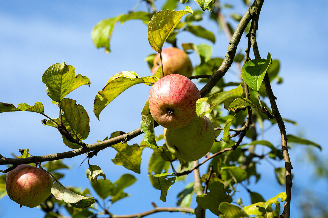 Malus 'Charlamowsky'