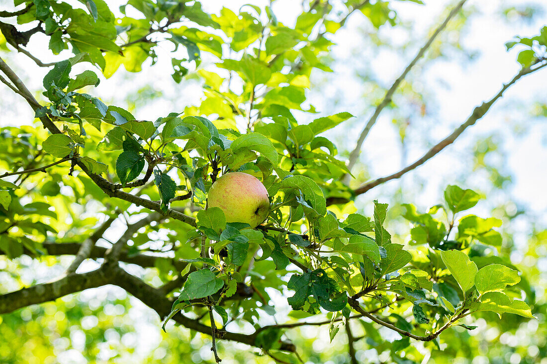 Malus domestica 'Prinzenapfel' (Prince Apple)