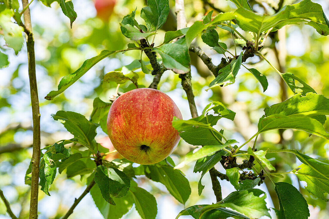 Malus domestica 'Tasty Tomato from Vierlanden' (German)