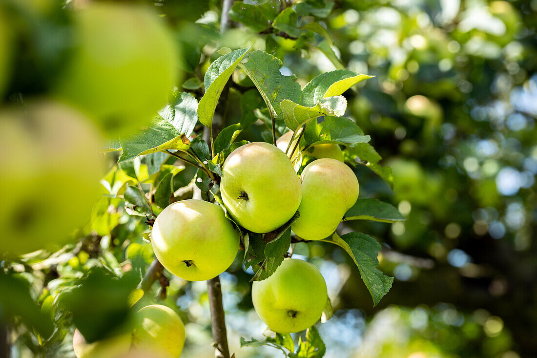 Malus domestica 'Champagne Renette'.