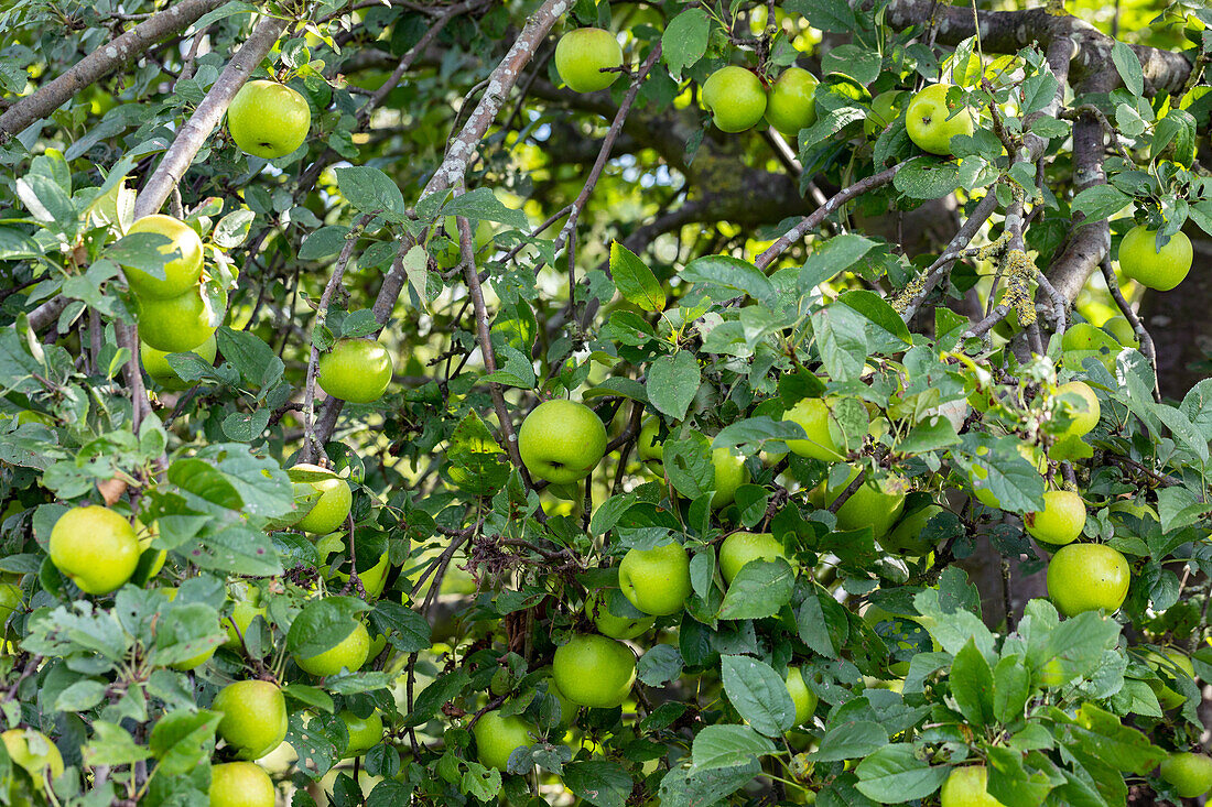 Malus domestica 'Green Winter Stettiner