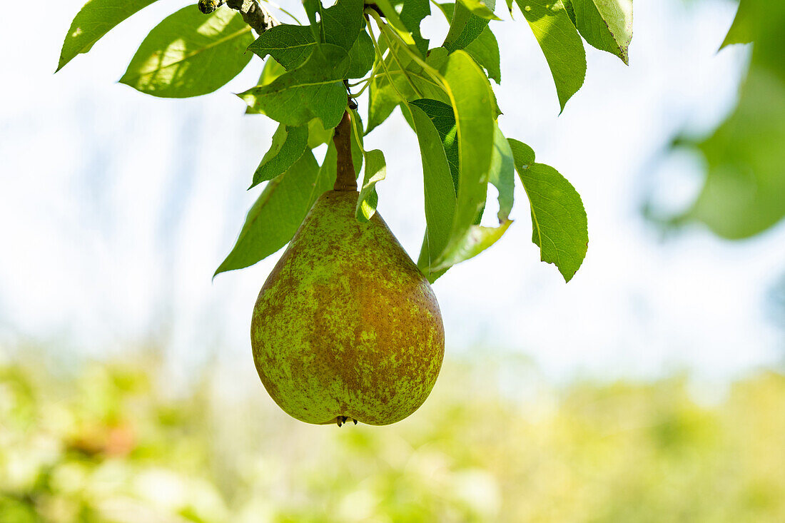 Pyrus 'Boscs pear tree