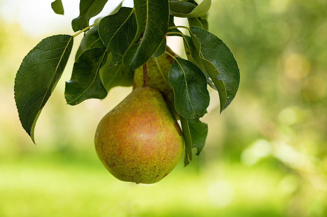 Pyrus communis 'Peter's pear