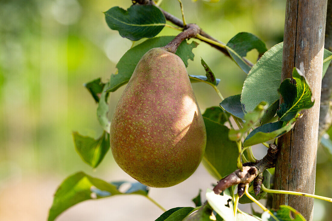 Pyrus communis 'Pastor's pear' (German)