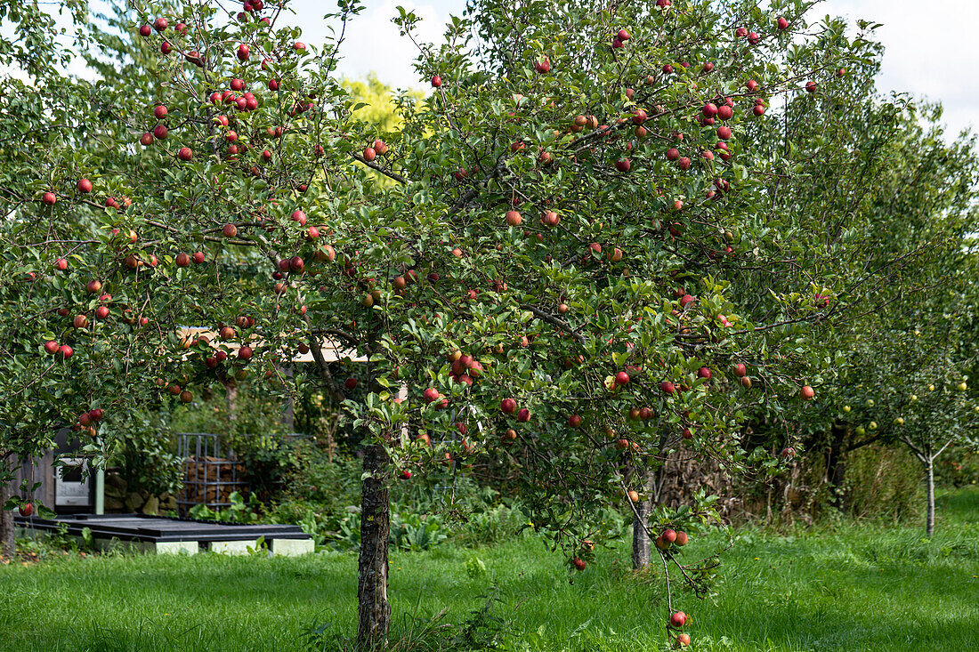 Malus 'Purple Cousinot' (Purple Cousinot)