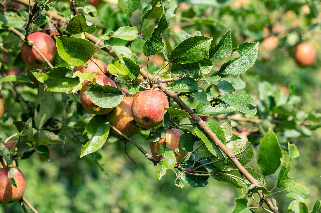 Malus 'Purple Cousinot