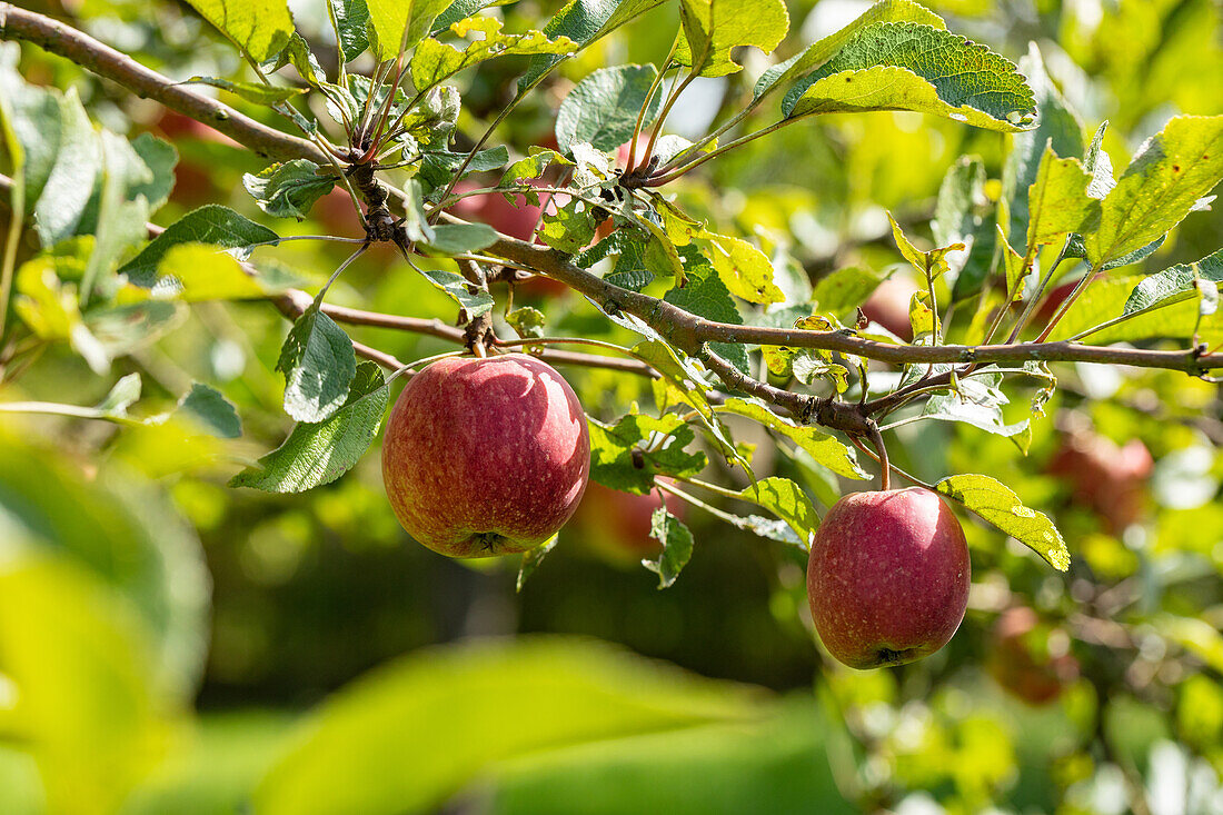 Malus 'Purpurroter Cousinot'