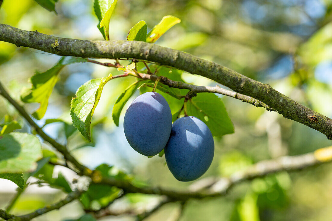 Prunus domestica subso. Domestica