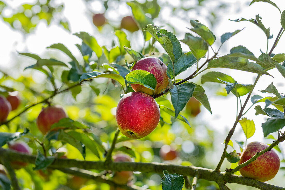 Malus 'Fießers Erstling'