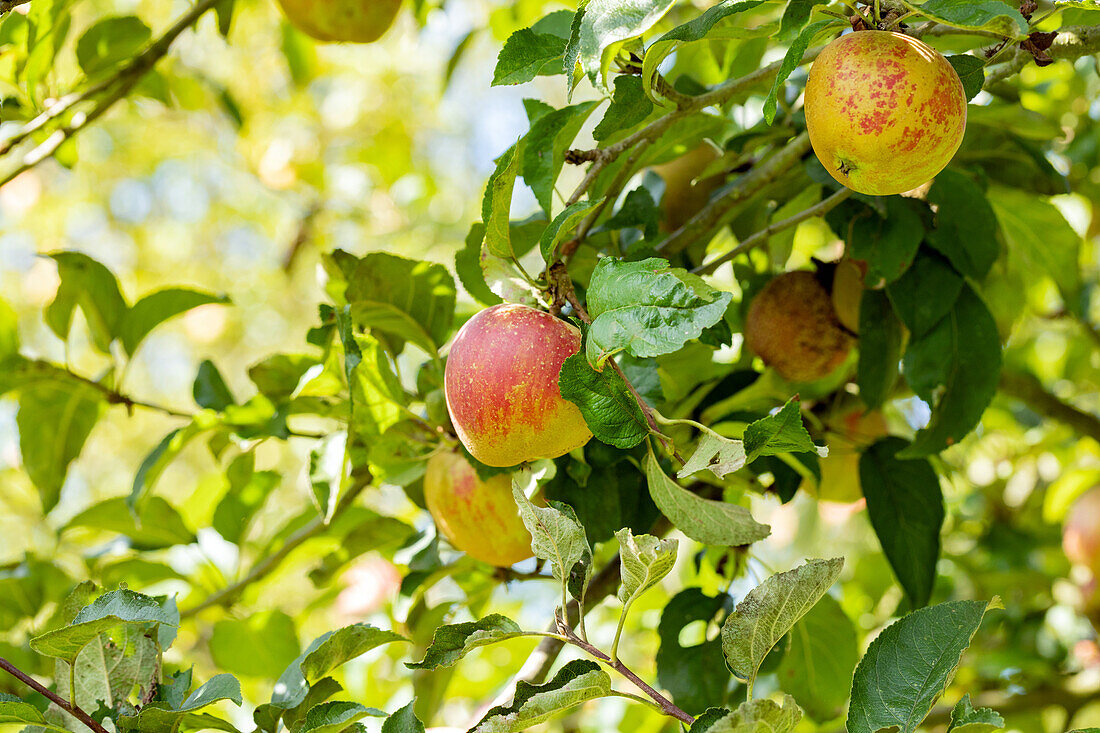 Malus 'Fießers Erstling'