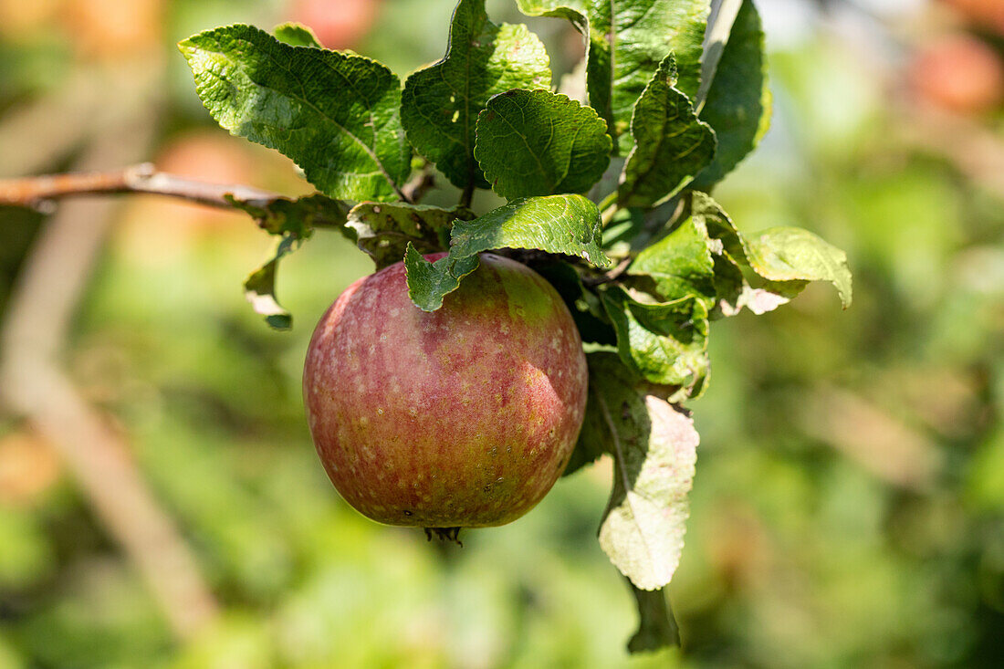 Malus 'Fießers Erstling'