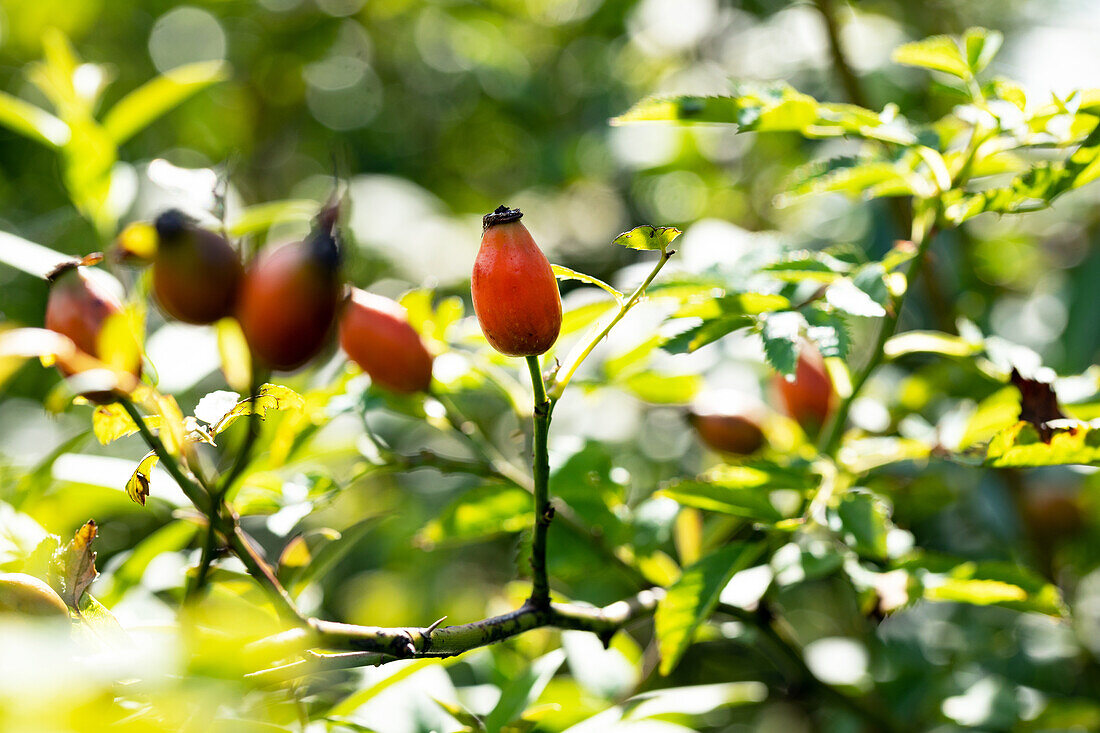 Rosa canina