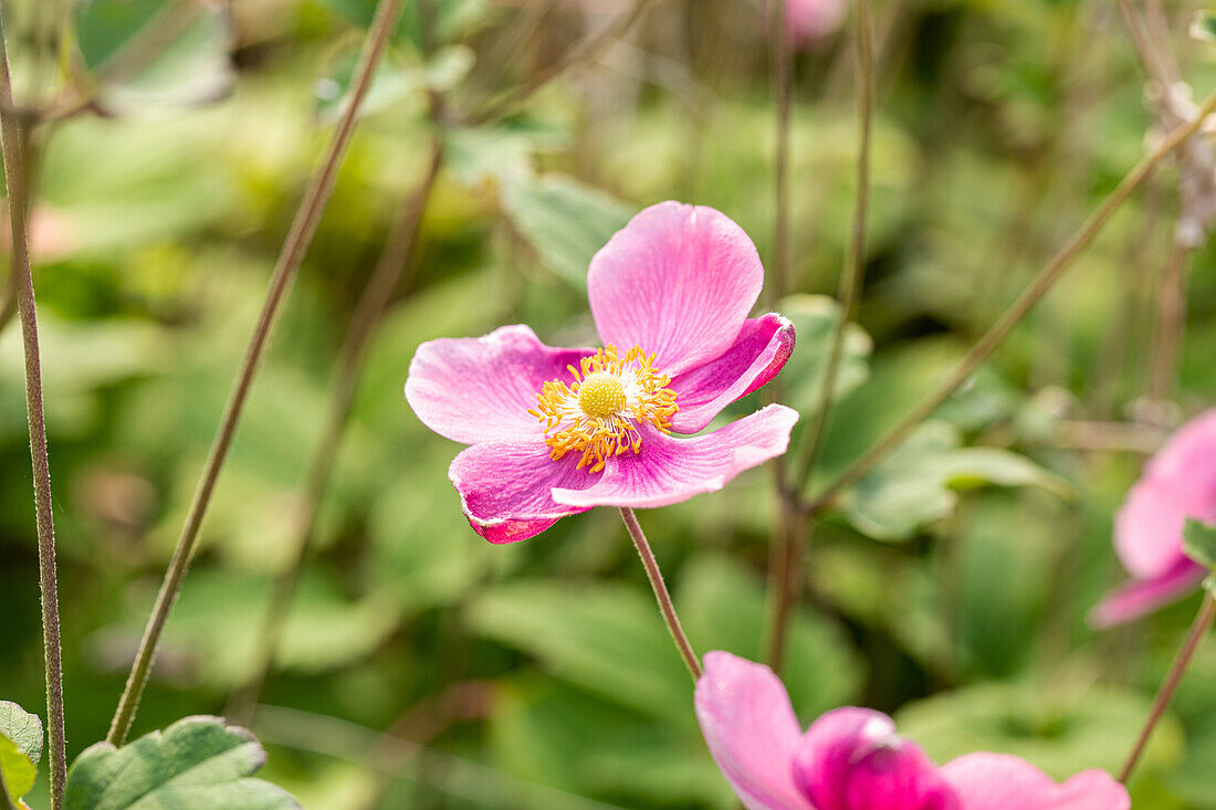 Anemone hupehensis 'Praecox'