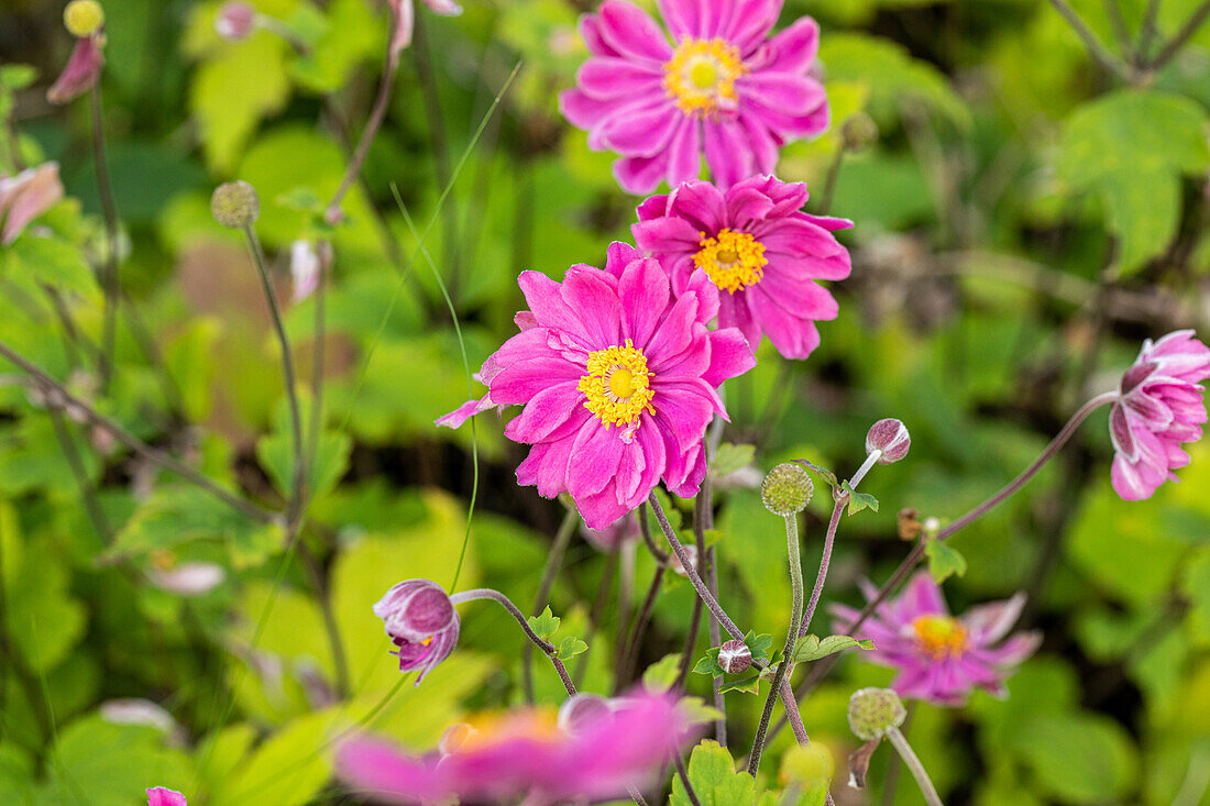 Anemone japonica Pamina