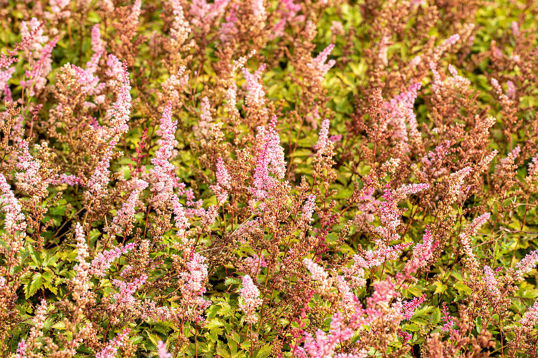 Astilbe chinensis var. taquetii