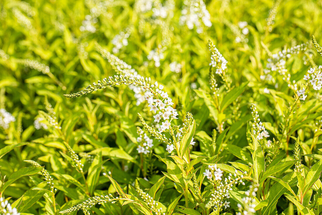 Lysimachia clethroides Snow Candle