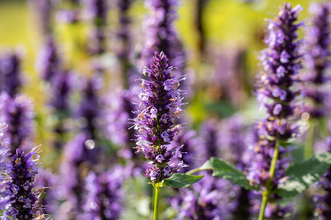 Agastache rugosa 'Black Adder'®