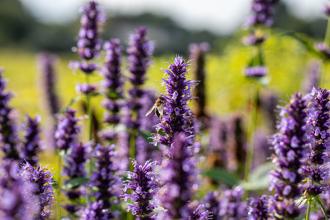 Agastache rugosa 'Black Adder'®