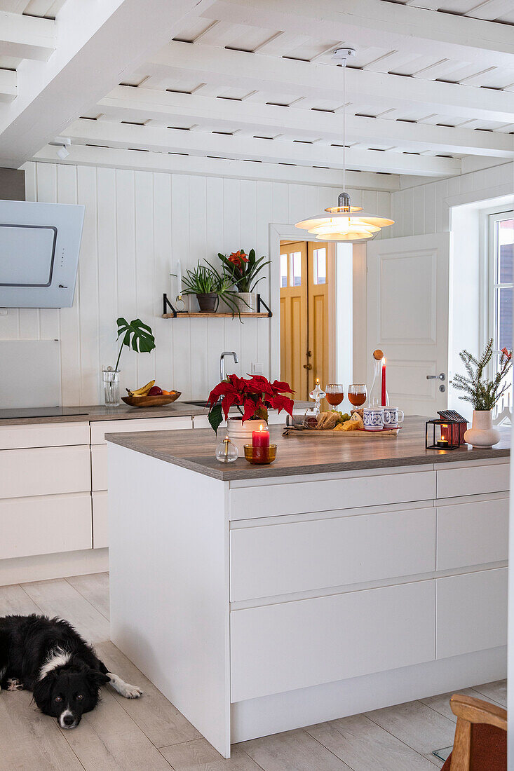 Modern kitchen with cooking island, poinsettia and dog on a light-coloured wooden floor