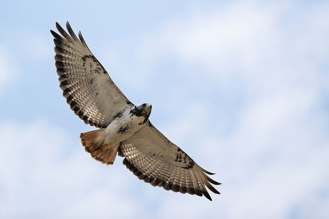 Augur buzzard in flight