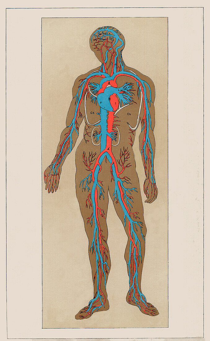 Distribution of the Blood Vessels