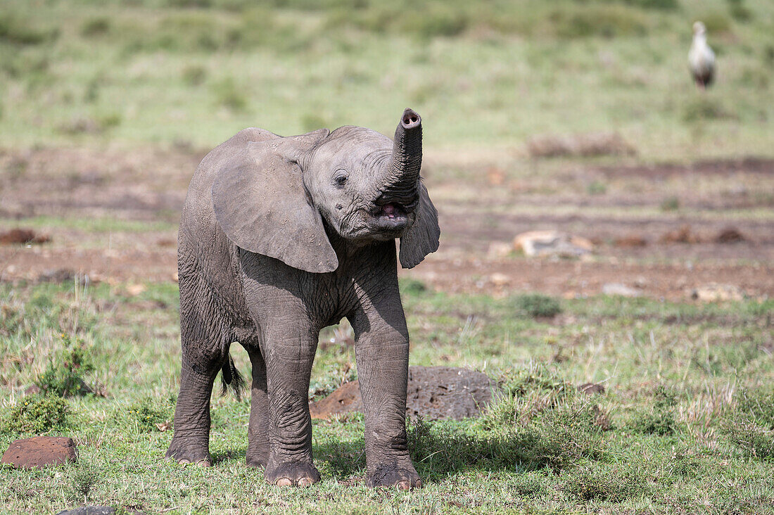African bush elephant calf