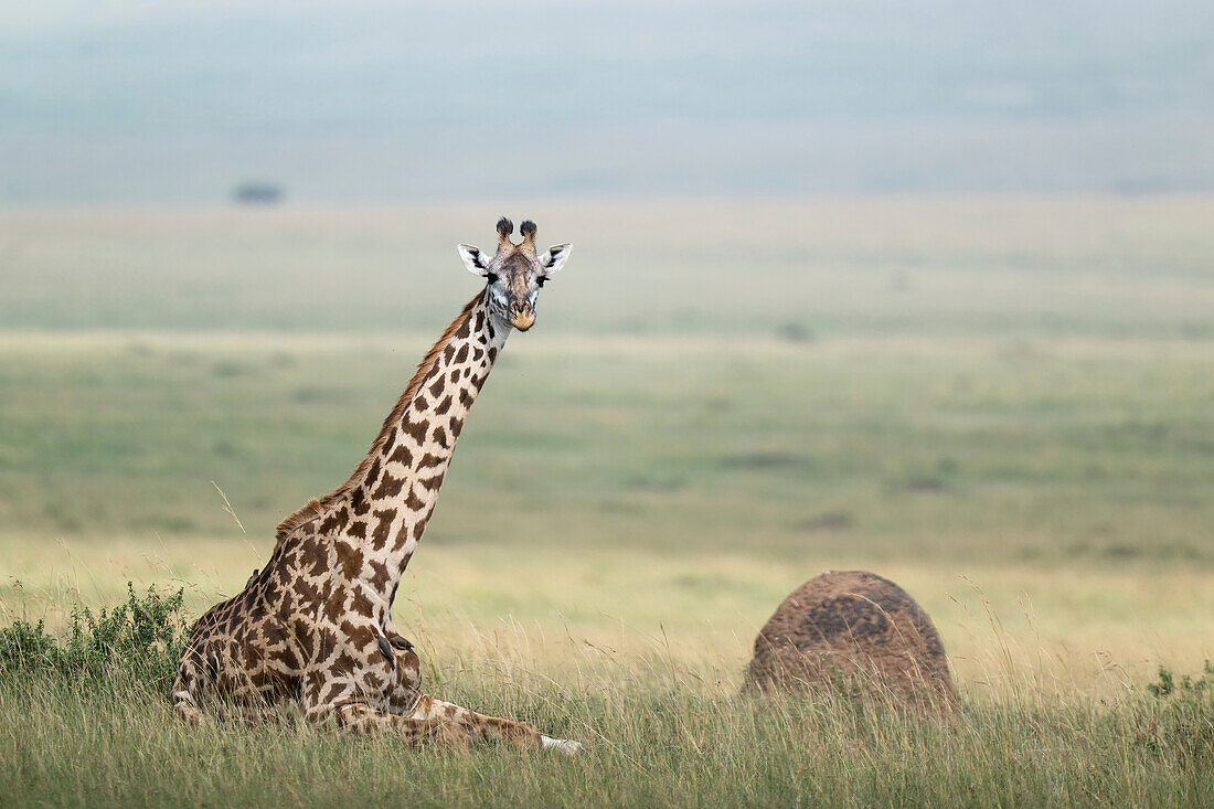 Giraffe sitting on ground