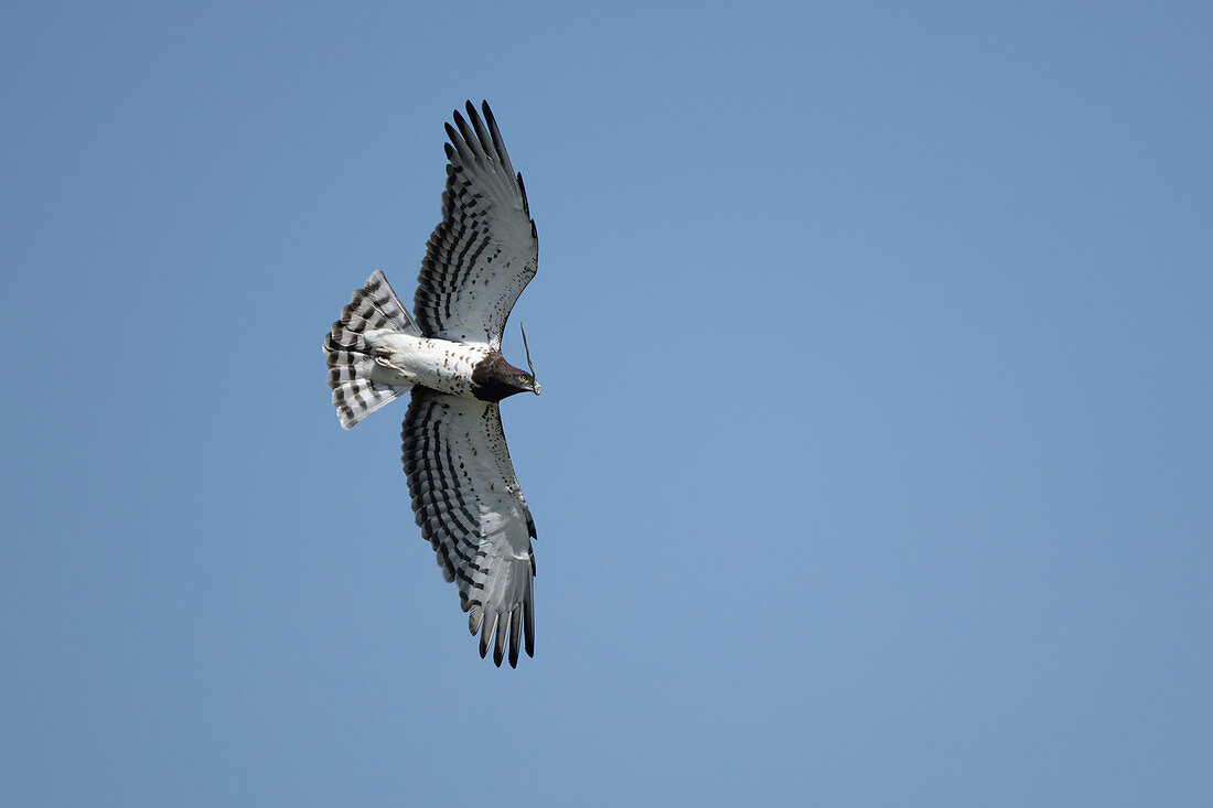Black-chested snake eagle flying