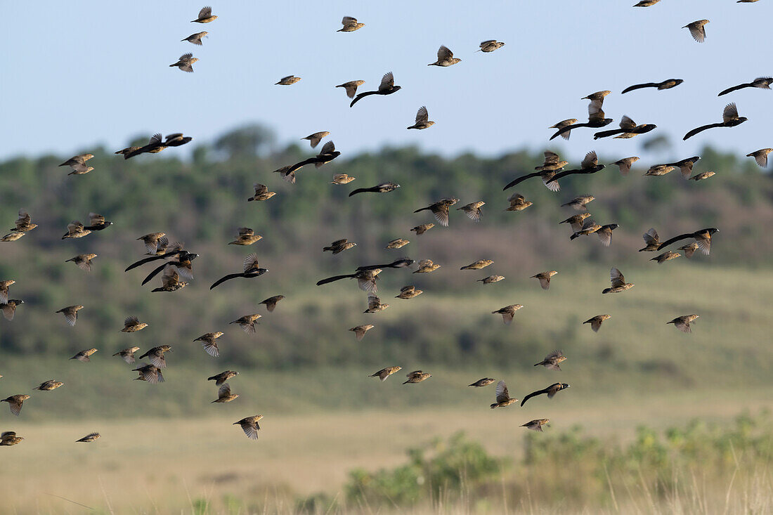 Flock of Jackson's widowbirds