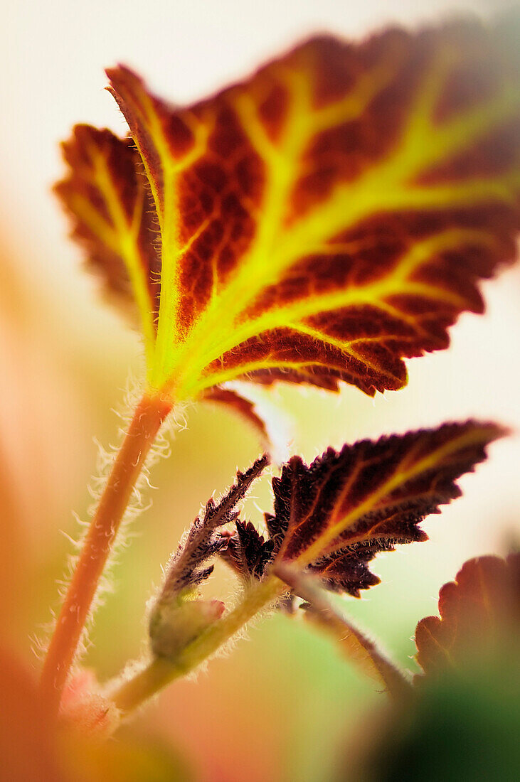 Begonia (Begonia x tuberhybrida) foliage