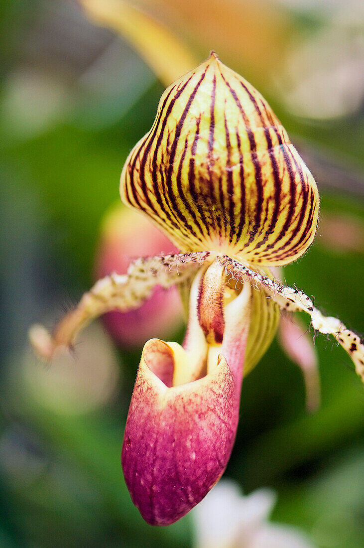 Venus slipper orchid (Paphiopedilum sp.)