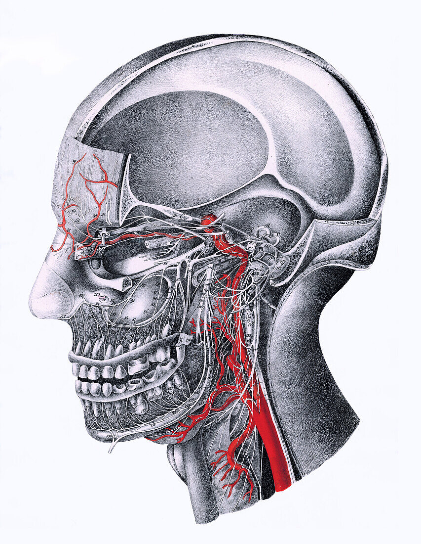 Nerves and arteries of the head, illustration