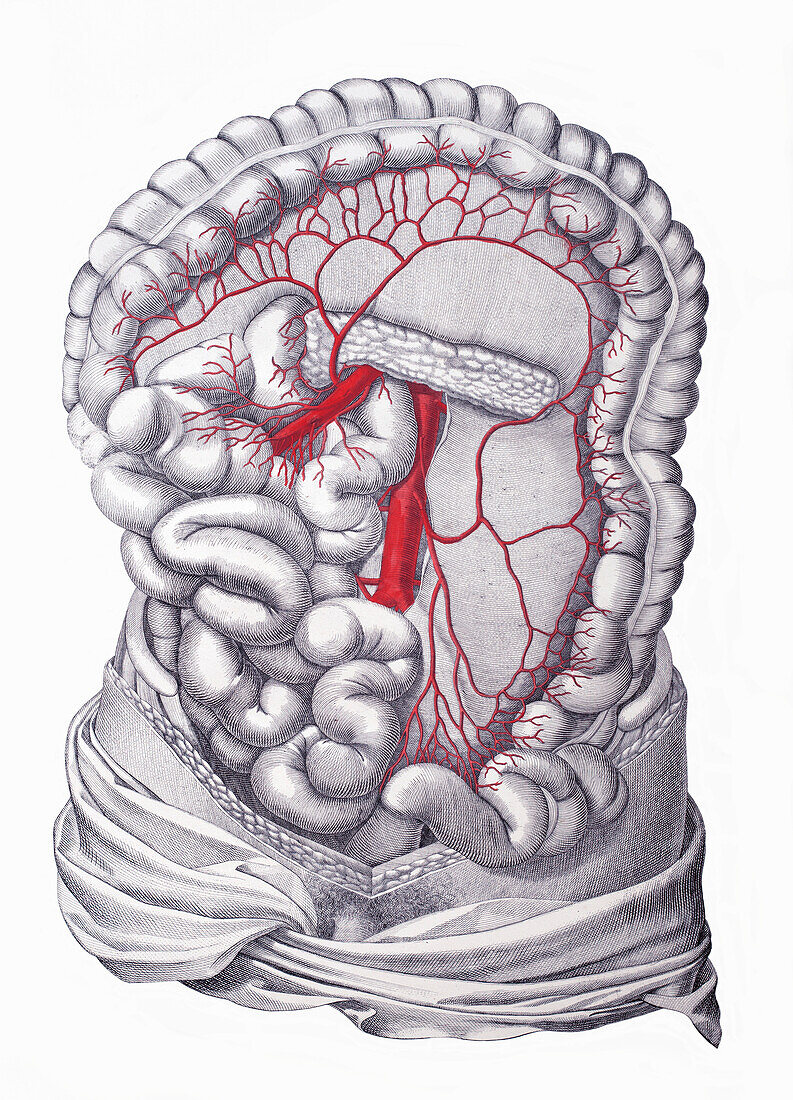 Abdominal arteries, illustration
