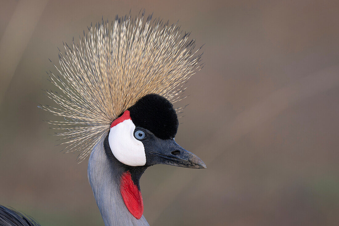 Grey-crowned crane