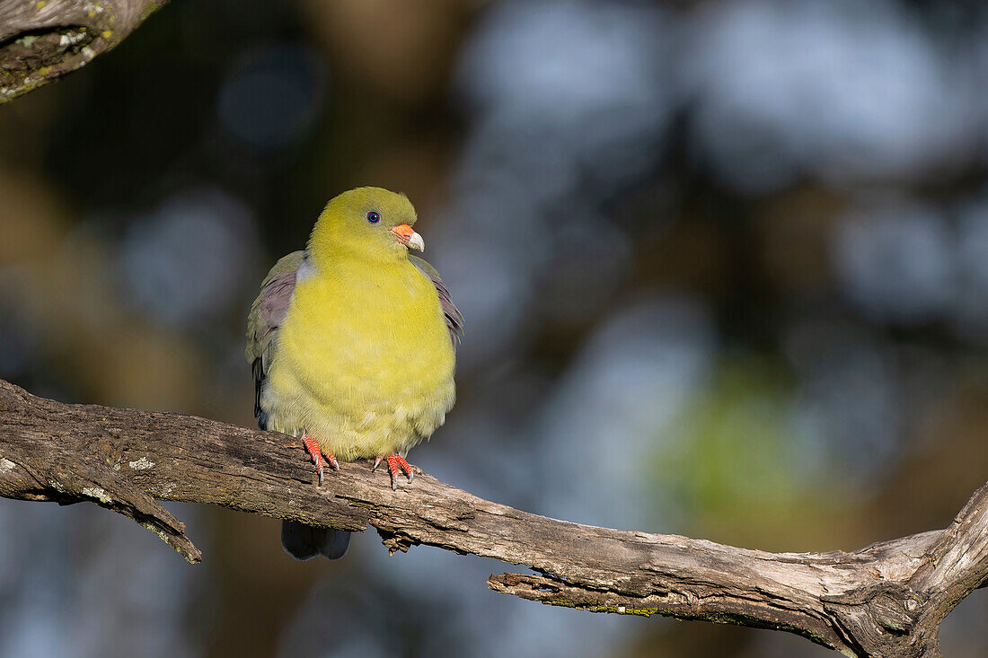 African green pigeon perching on branch