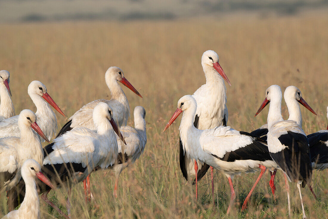 White storks standing on grass