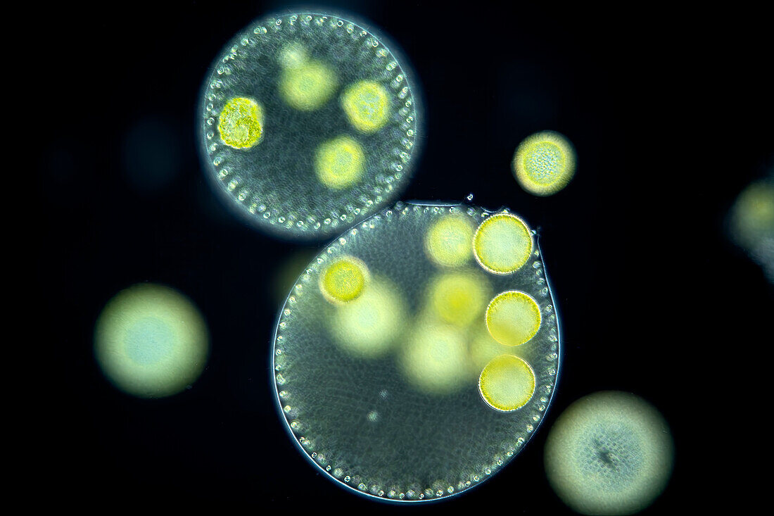 Volvox algae, light micrograph