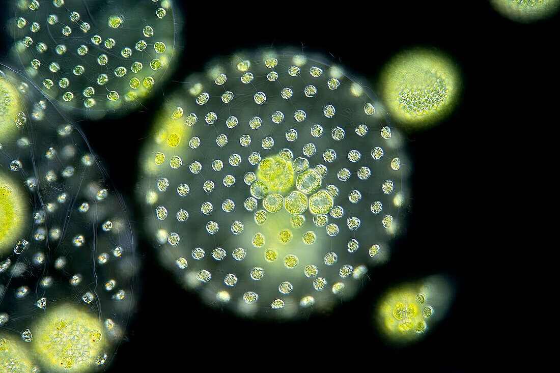 Volvox aureus algae, light micrograph