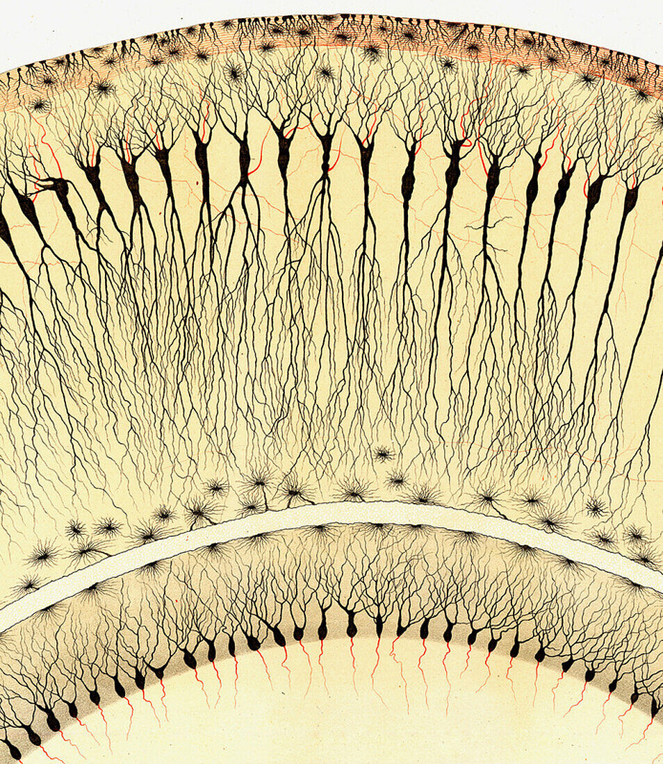 Illustration of the pes hippocampi major by Camillo Golgi