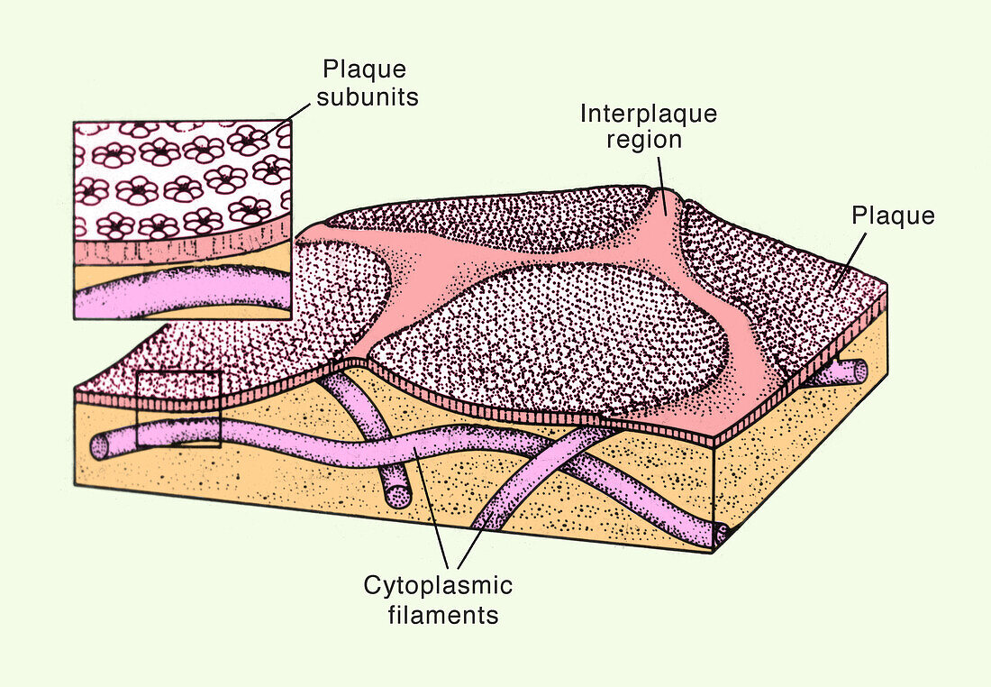 Mammalian bladder epithelium, illustration