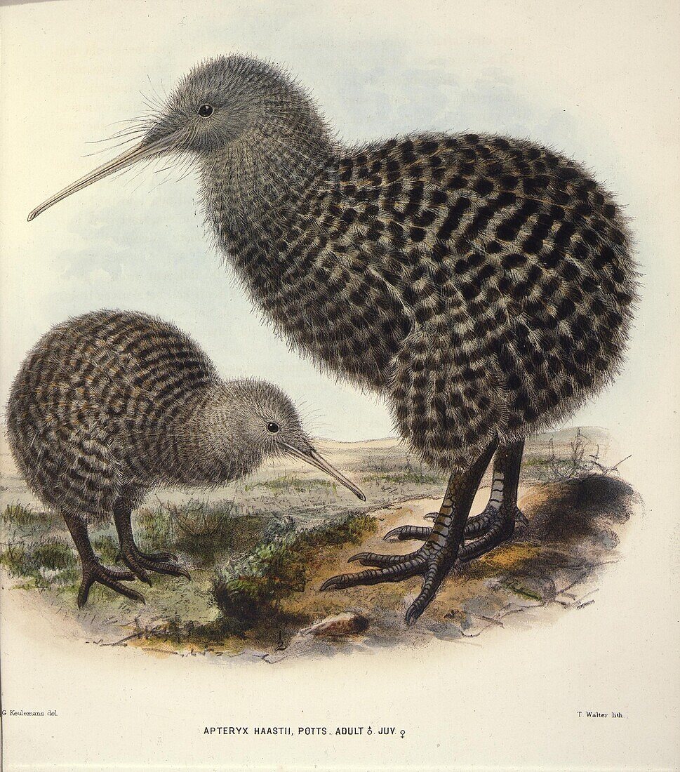 Spotted kiwi birds, adult and chick, illustration