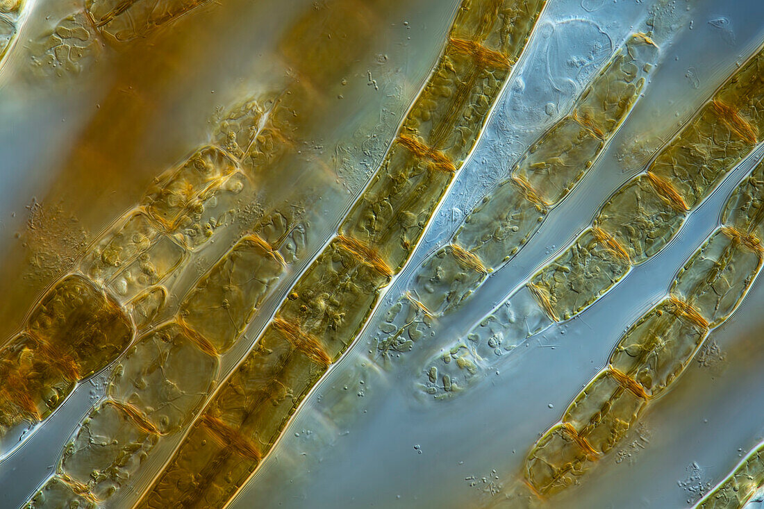 Sphacelaria algae, light micrograph