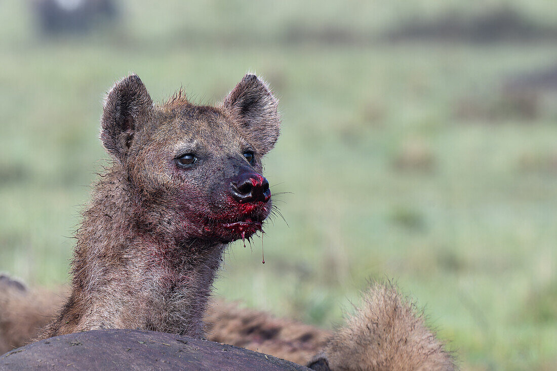 Spotted hyena feeding on prey