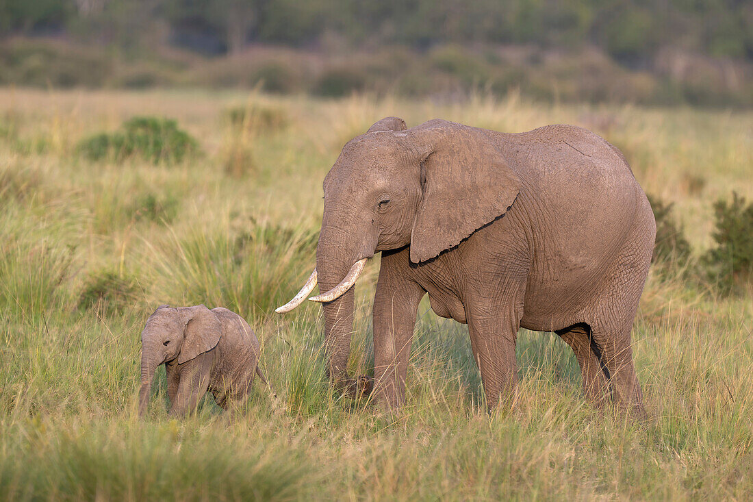 African bush elephant calf