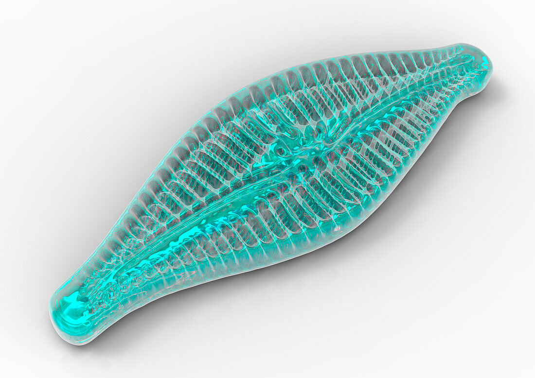 Diatom, illustration