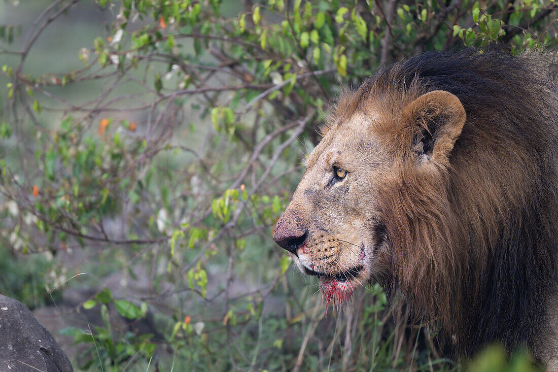 Male lion after feeding