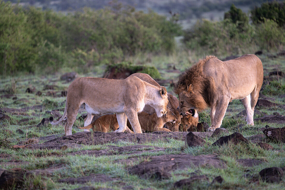 Lions and cubs