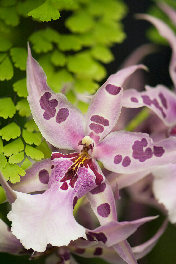 Miltassia orchid (Miltassia sp.)